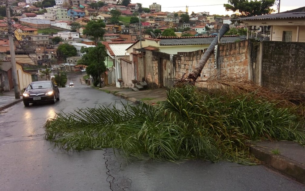 Coqueiro caiu na calçada e em parte da rua Francisco Braga, no bairro Estrela Dalva, em Belo Horizonte — Foto: Alex Araújo/TV Globo