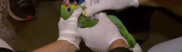 Animais do zoológico de BH fazem prevenção de doenças
