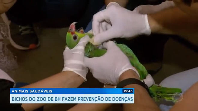Animais do zoológico de BH fazem prevenção de doenças
