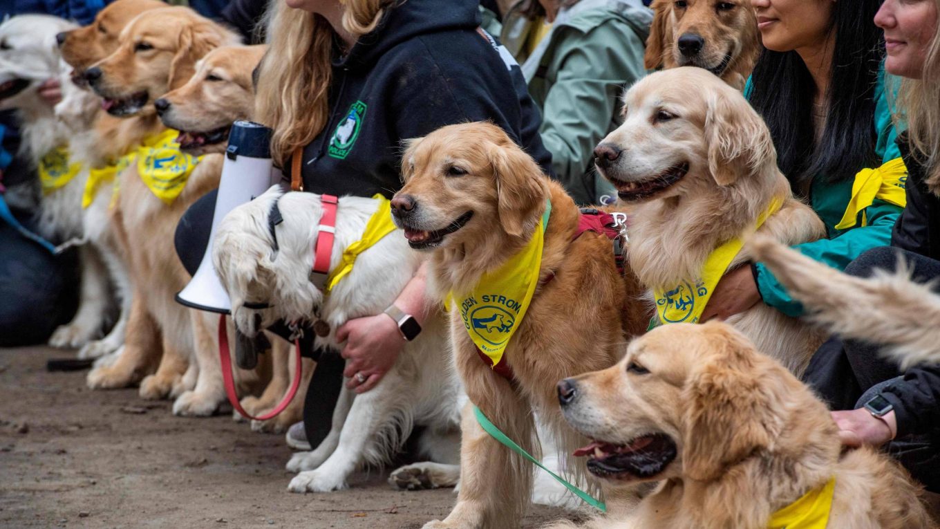 Cães-homenageiam-Spencer-mascote-da-Maratona-de-Boston-19042023-Bom-Pra-Cachorro.jpg