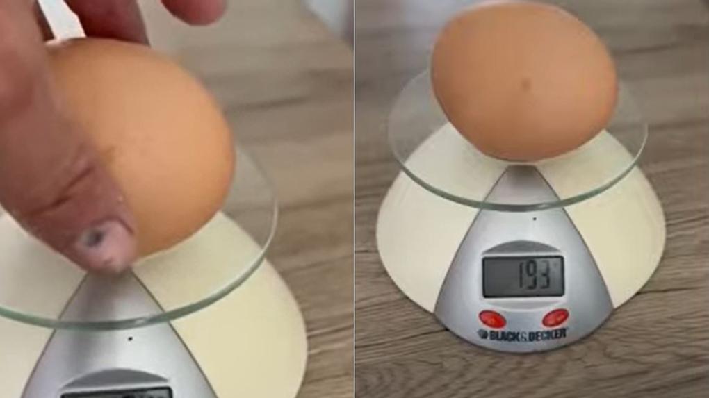 Galinha bota ovo gigante que pesa o triplo do normal na Itália