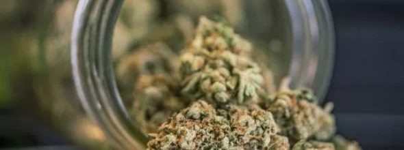 Reino Unido inclui maconha medicinal no sistema público de saúde a partir de novembro – Virgula